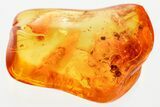 Detailed Fossil Beetle, Ants, and Coprolites in Baltic Amber #381509-1